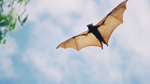 LUJÁN: ALERTA POR MURCIÉLAGO CON RABIA