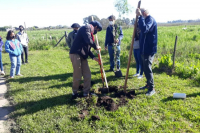 La Dirección de Espacios Verdes sigue con su plan de reforestación