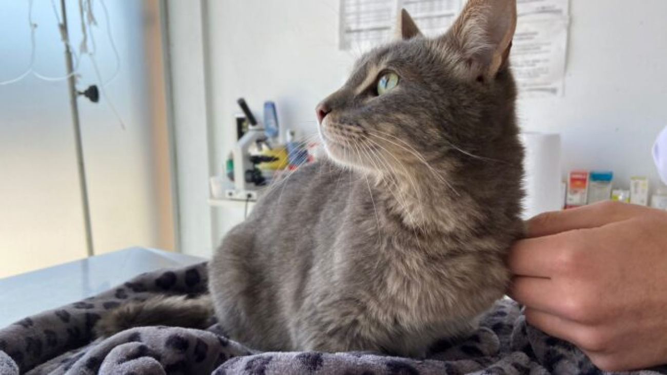 Zoonosis: se realizará una nueva Campaña de Vacunación Antirrábica