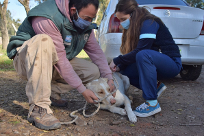 Campaña de vacunación antirrábica: nuevas jornadas en barrios y localidades