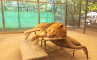 Zoo Luján: trasladarán 57 leones y tigres a un santuario en EEUU