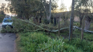 Destrozos y árboles caídos por la tormenta en Luján