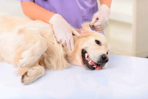 General Rodríguez: hoy entregan 350 turnos para castraciones gratuitas