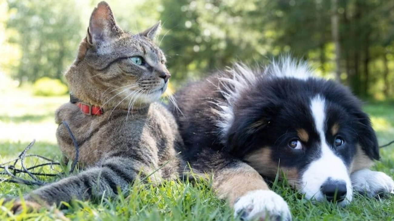 Luján: El Municipio difunde las fechas de la Campaña de Vacunación Antirrábica en marzo