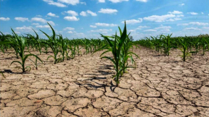 Desastre Agropecuario por Sequía en Luján, Mercedes y Gral. Rodríguez