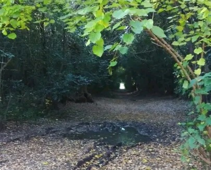 Día Mundial del Medio Ambiente: ¿Qué es la Reserva Municipal Quinta de Cigordia?