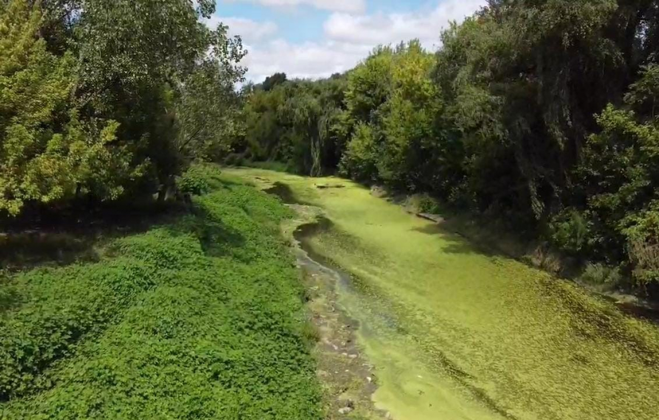Informe de situación sobre la presencia de algas en el río Luján