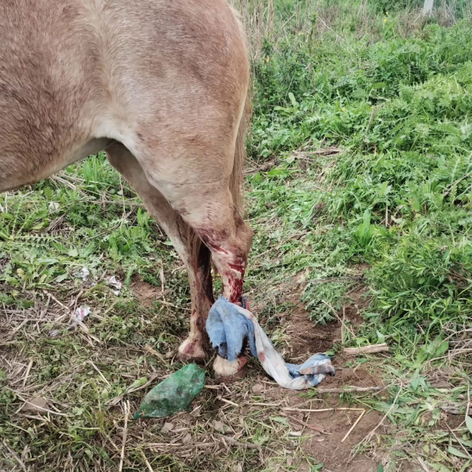 Murieron dos caballos que eran traídos a Luján y una yegua resultó herida