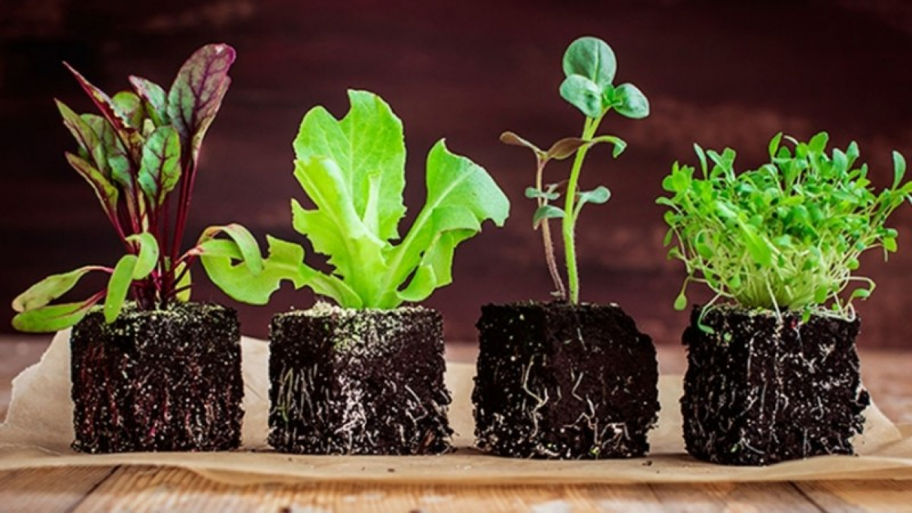 Este viernes se entregarán plantines hortícolas en la Plaza Central de Rodríguez