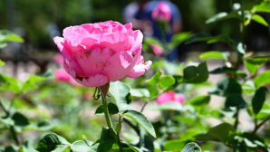 Luján: El Municipio construyó un rosedal en la localidad de Olivera