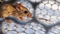 HANTAVIRUS: RECOMENDACIONES DEL MUNICIPO PARA SU PREVENCIÓN