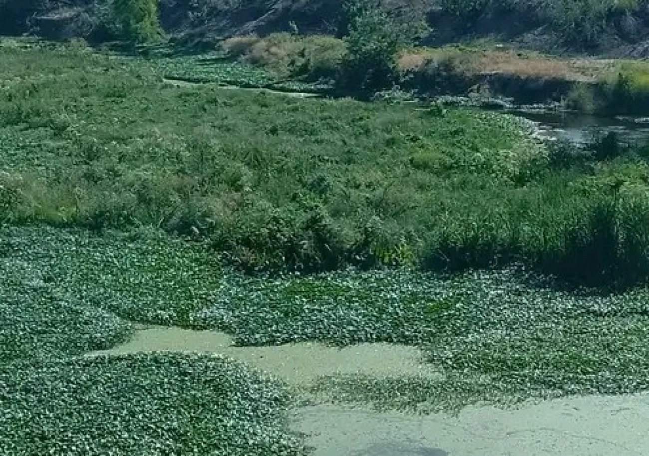 Río Luján: ¿A que se debe su impactante estado?