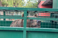 Dos osos pardos y una tigresa del ex zoológico de Luján son trasladados a santuarios en Europa