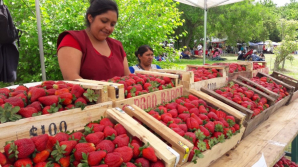 Este finde habrá &quot;Fiesta de la Frutilla&quot; en la Expo Rodríguez y habrá bandas de rock y folklore