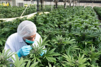 Empresa busca producir cannabis medicinal en General Rodríguez