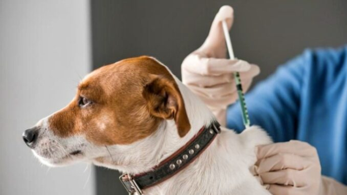 Luján: Continúa la Campaña de Vacunación Antirrábica