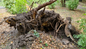 Cayeron dos árboles en el Polideportivo de Rodríguez y correrían el mismo riesgo otros 80
